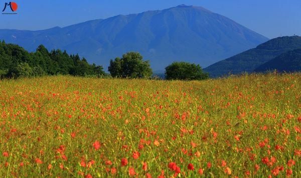 iwate-nhat-ban-thanh-pho-lon-nhat-vung-dat-bat-ngan-tohoku-2.jpg