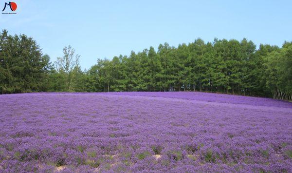 thoi-tiet-o-hokkaido-1.jpg